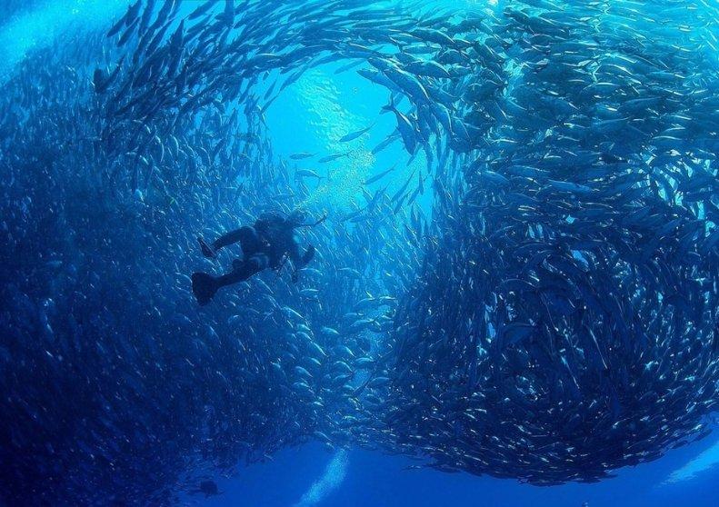 蟹爪兰什么时候扦插的呢？游戏画面